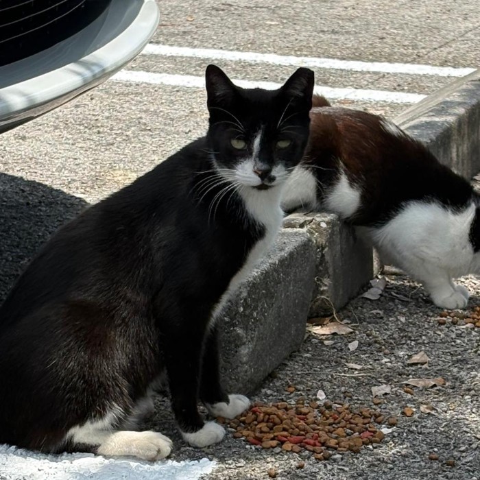 Photo of Domino