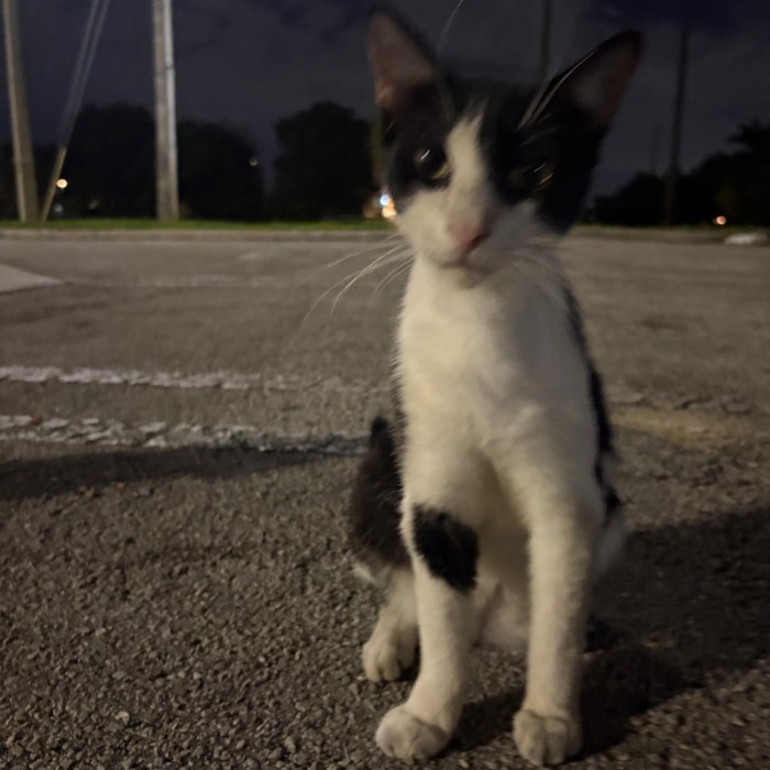 Photo of Bandit